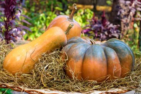 Three fresh whole pumpkins of different shapes laying on hay Stock Photos