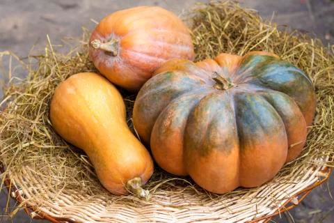 Three fresh whole pumpkins of different shapes laying on hay Stock Photos