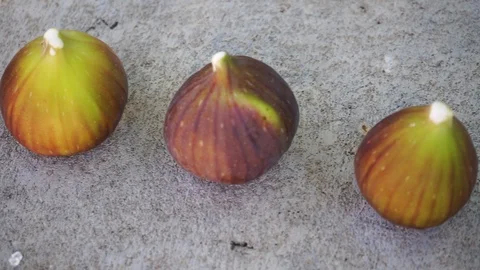 Three freshly harvested figs Stock Footage 118081185