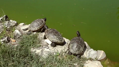 Three freshwater turtles Stock Footage 131544159