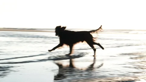 Three Friendly Dogs Playing On Ocean Beach Stock Footage 100600138