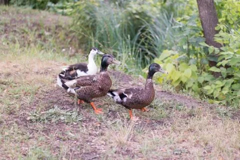 Three friendly ducks striding through the dry grass Stock Photos