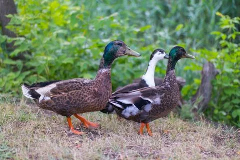 Three friendly ducks striding through the dry grass in the park Stock Photos