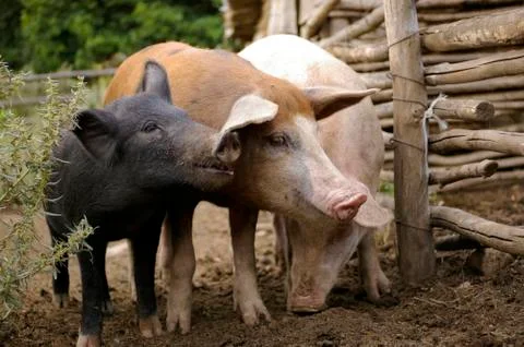 Three friends Stock Photos