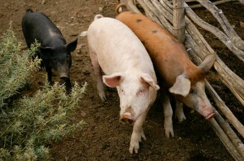 Three friends Stock Photos