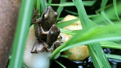 Three frogs are mating and laying egg in chunk of foam on grass above the water Stock Footage 132787315