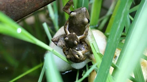 Three frogs are mating and laying egg in chunk of foam on grass above the water Stock Footage 132787350