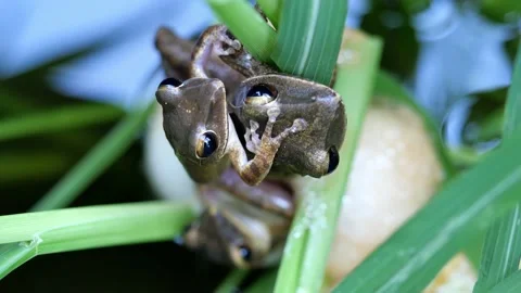 Three frogs are mating and laying egg in chunk of foam on grass above the water Stock Footage 132787492