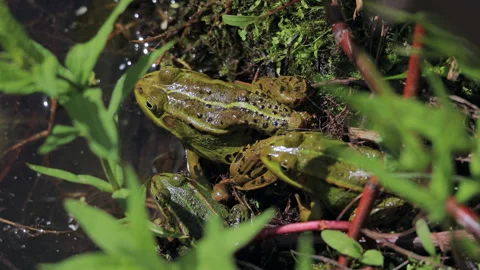 Three frogs are sitting on a leafy green plant Stock Footage 310312239