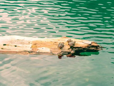 Three frogs are sitting on a log floating in the clear calm water of the lake. Stock Photos