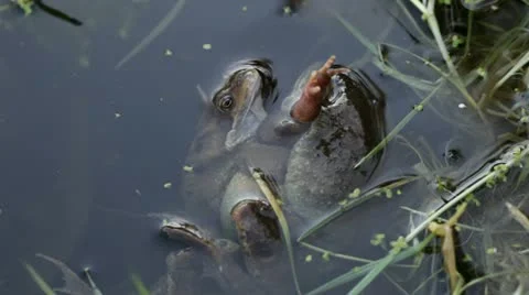 Three frogs involved in spawning embrace Video stock 10818468