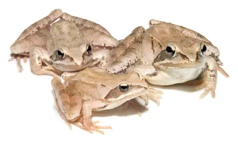 Three frogs Stock Photos