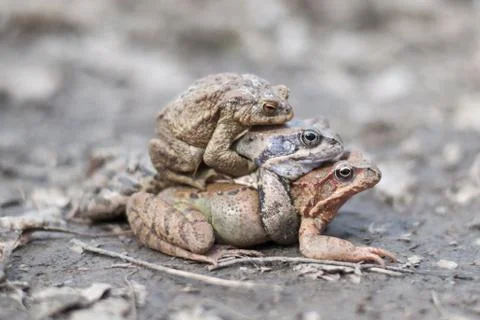 Three frogs Stock Photos