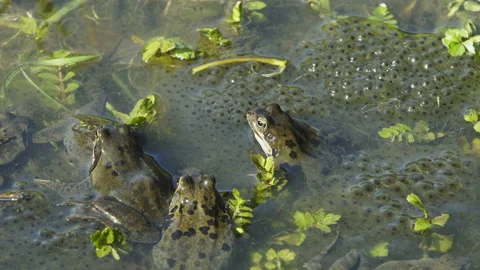 Three frogs in a pond between the frogspawn, Stock Footage 217852744