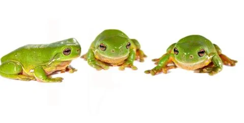 Three frogs in a row Stock Photos