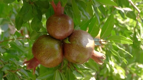 Three Fruits Of The Pomegranate On A Tree Stock Footage 79308206