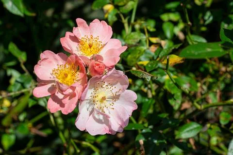 Three fully open flowers of the Open Arms ping rambling rose Fotos de archivo