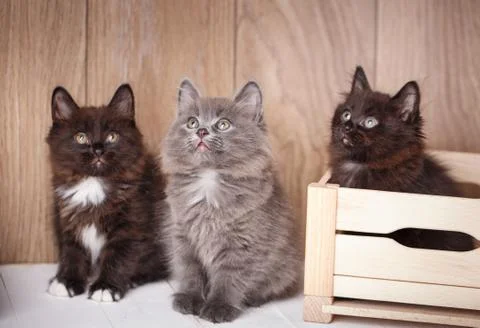 Three funny and cute black Kurilian Bobtail cats are sitting. Stock Photos