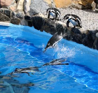 Three funny and jumping penguins Stock Photos