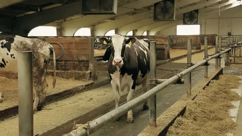 Three Funny Black and White Cows in the Cow House Stock Footage 187092234