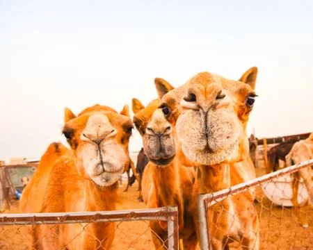 Three funny camels looking into the camera Stock Photos