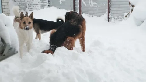 Three funny dogs playing in snowdrift in the backyard Stock Footage 329867912