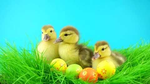 Three funny Easter ducklings in green grass with colorful eggs Stock-Footage 72735939
