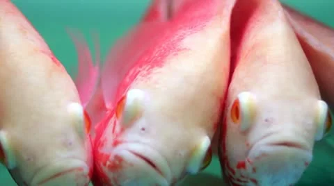 Three funny fish Stock Footage 11139038