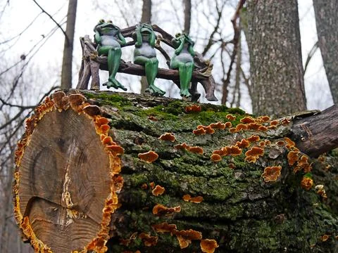 Three funny frogs sit on an old tree stump in the forest Stock Photos