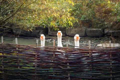 Three funny geese behind rustic fence Stock Photos