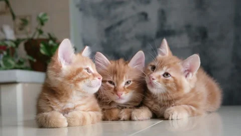 Three funny ginger kittens sitting together and looking, home interior Video stock 327618934