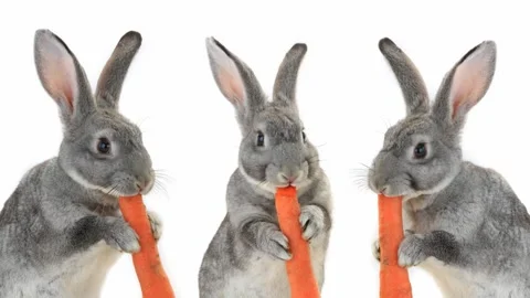 Three funny grey rabbits eating orange carrots on white background. Animated  Stock Footage 331361579