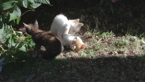 Three Funny Kittens playing Under a Bush Stock Footage 200992699