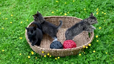 Three funny little kittens looking curiously and anxiously out Stock Footage 278533417