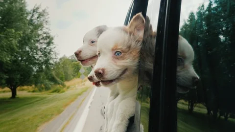 Three funny puppies peek out the car window, traveling dogs Stock Footage