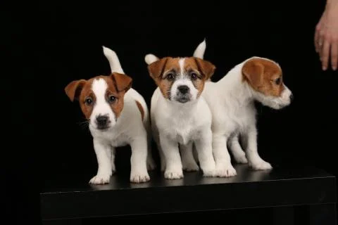 Three funny tiny dogs. Black background Stock Photos