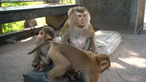 Three funny wild macaque monkeys sitting in the park and eating fruits. Phuket Stock Footage 111970678