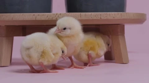 Three funny yellow chicks. Stock Footage 311303859