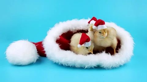 Three funny young roosters in red hats in the big Santas hat Stock Footage 68704425