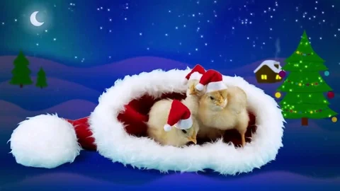 Three funny young roosters in red hats near Christmas tree Stock Footage 69123323