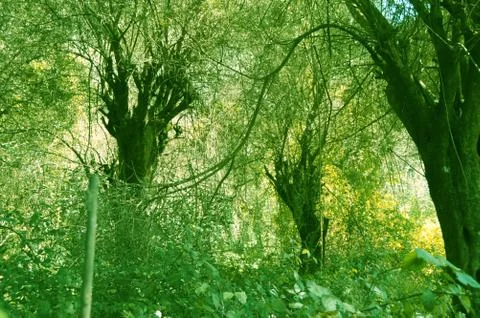 Three fuzzy trees Stock Photos