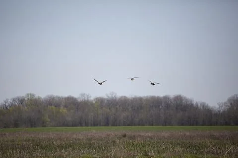 Three Gadwall Ducks in an Impoundment Stock Photos