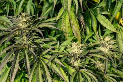 Three ganja buds Stock Photos