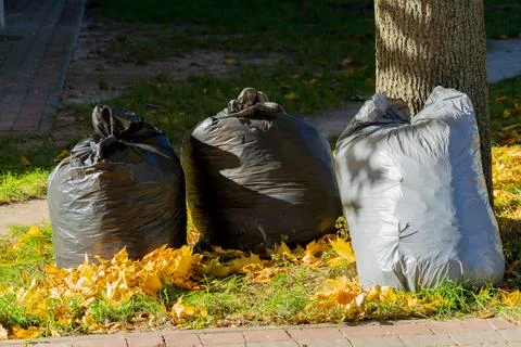 Three garbage bags sit on the ground next to a tree in a park, surrounded b.. Stock-Fotos