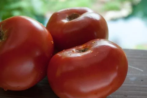 Three Garden Tomatoes Stock Photos