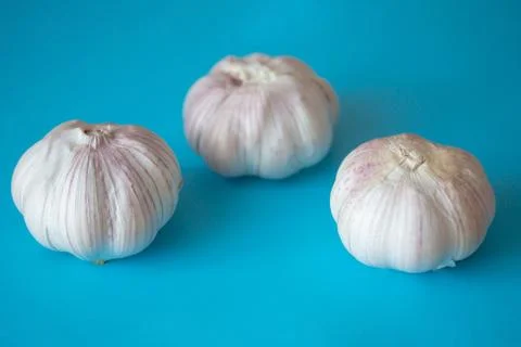 Three garlic bulbs isolated on bright blue background Stock Photos