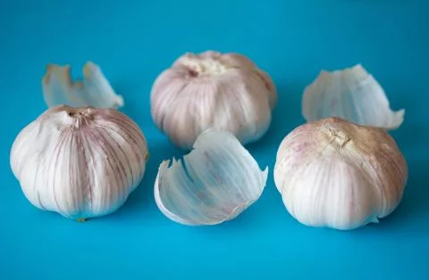 Three garlic bulbs isolated on bright blue background with skin peels Stock Photos