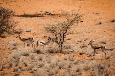 Three gazelles standing in the desert with red sand Stock Photos