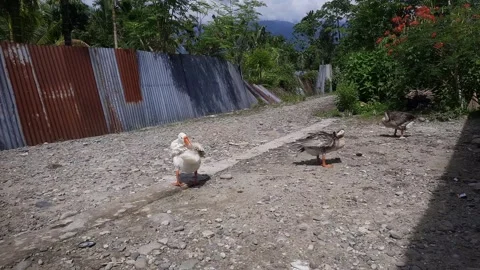 Three geese are cleaning themselves in the yard Stock Footage 293609667
