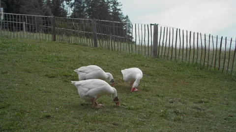Three geese feeding in a meadow Stock Footage 269507199